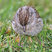 Chipping Sparrow